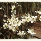 Der Frühling ist da