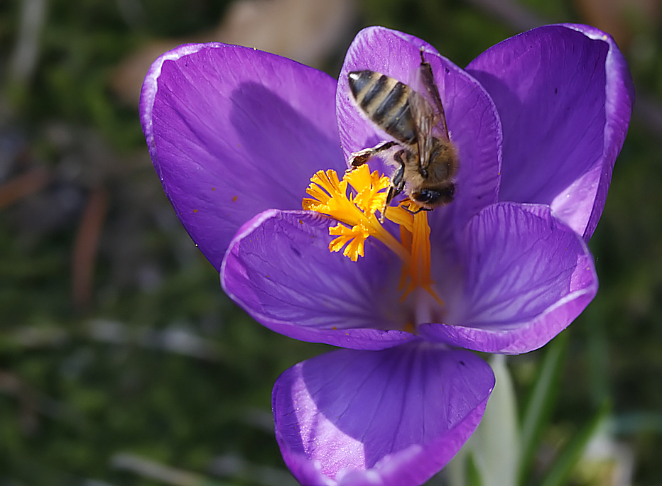 Der Frühling ist da