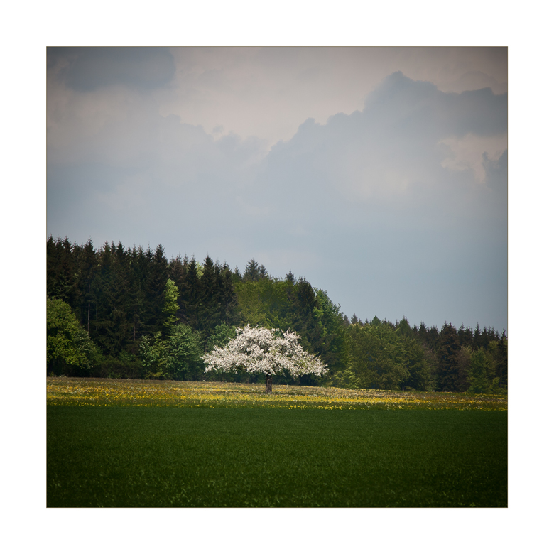 ***~~~der Frühling ist da~~~***