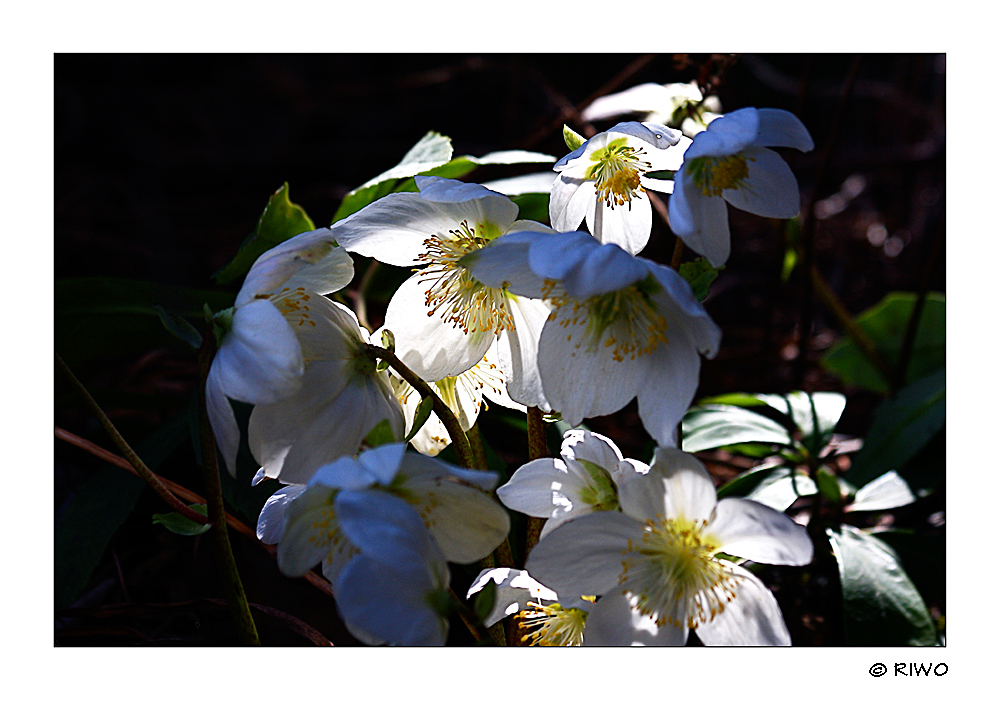 der Frühling ist da.....