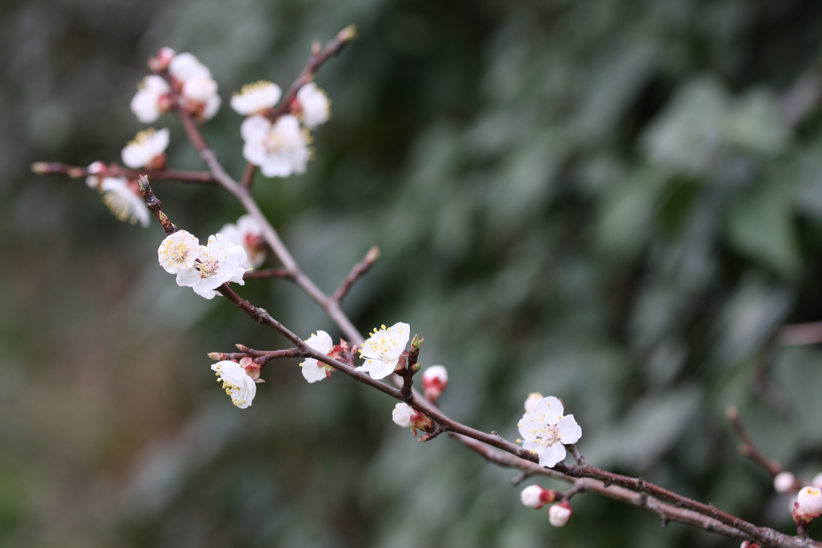 Der Frühling ist da............