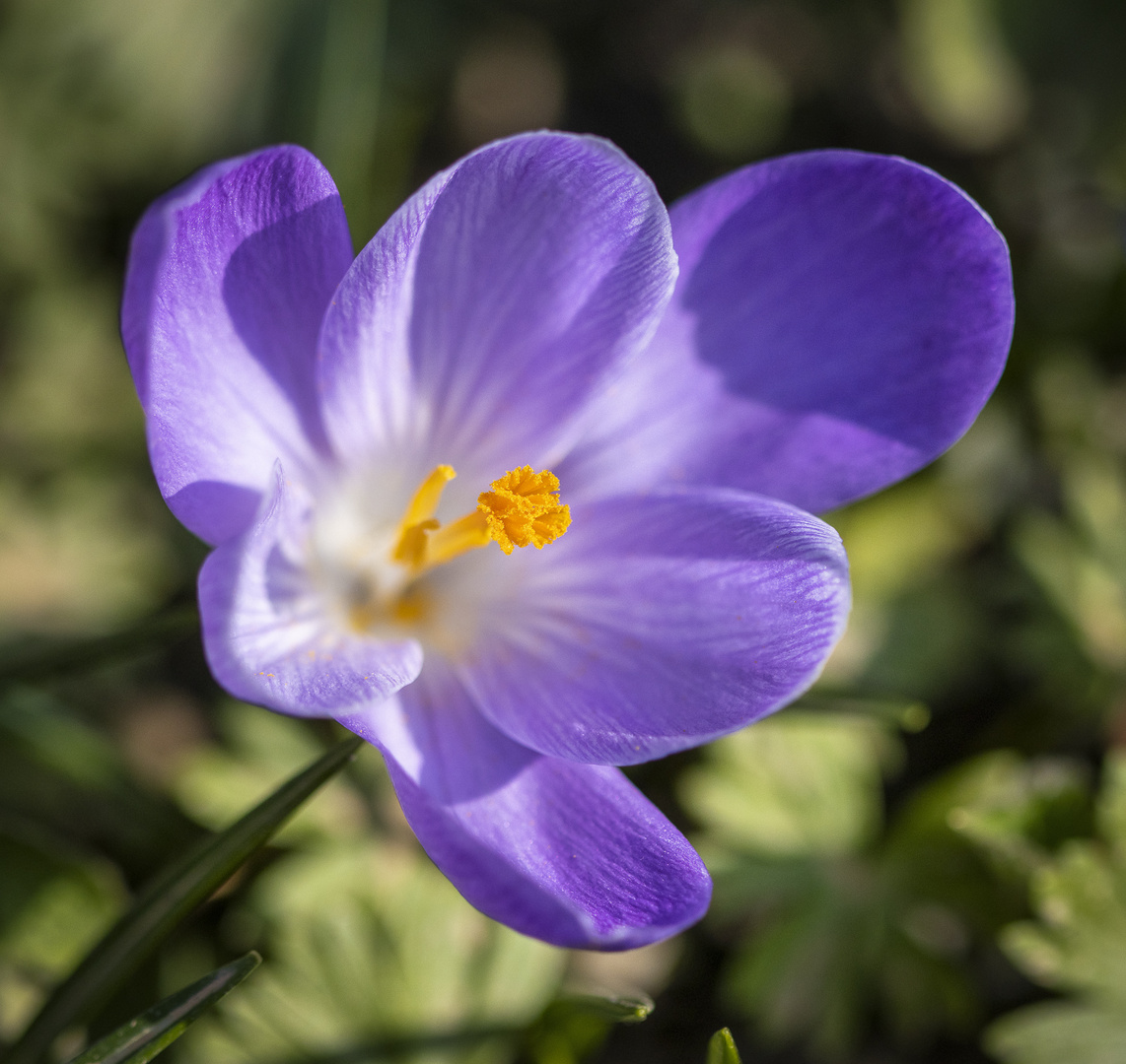 Der Frühling ist da!