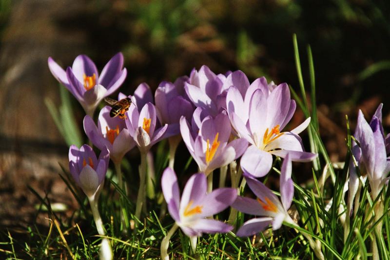 der Frühling ist da