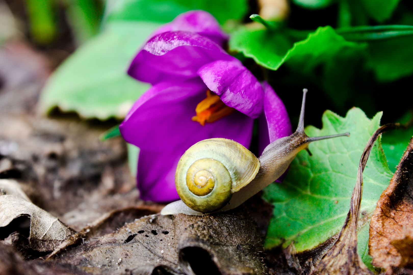 ...der Frühling ist da...