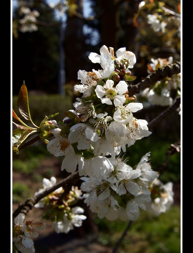 Der Frühling ist da