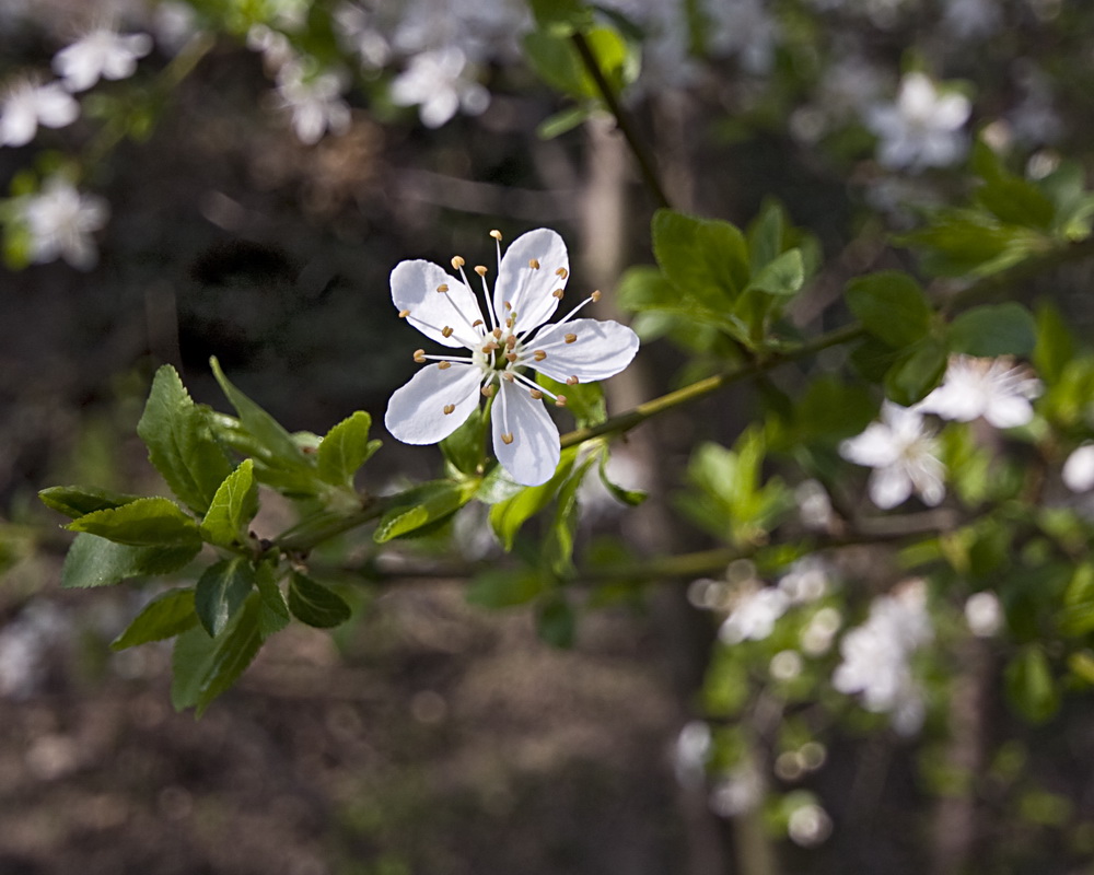 Der Frühling ist da...