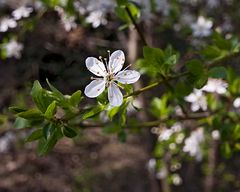 Der Frühling ist da...