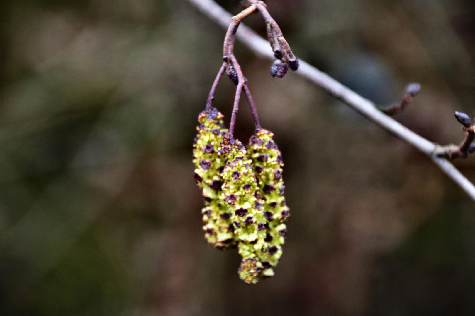 Der Frühling ist da.