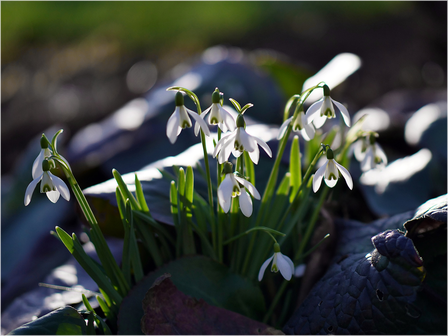 der Frühling ist da (Foto 2)