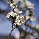 Der Frühling ist da (Foto 4)