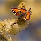 Der Frühling ist da.. ( Kleiner Fuchs )