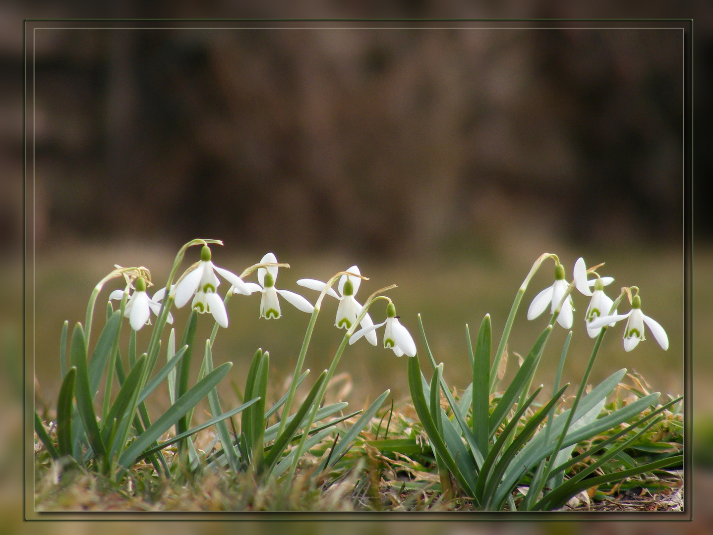 Der Frühling ist da - Schneeglöckchen