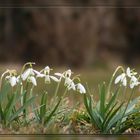 Der Frühling ist da - Schneeglöckchen