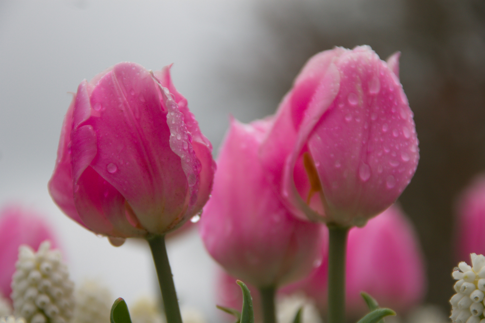 Der Frühling ist da Teil 2