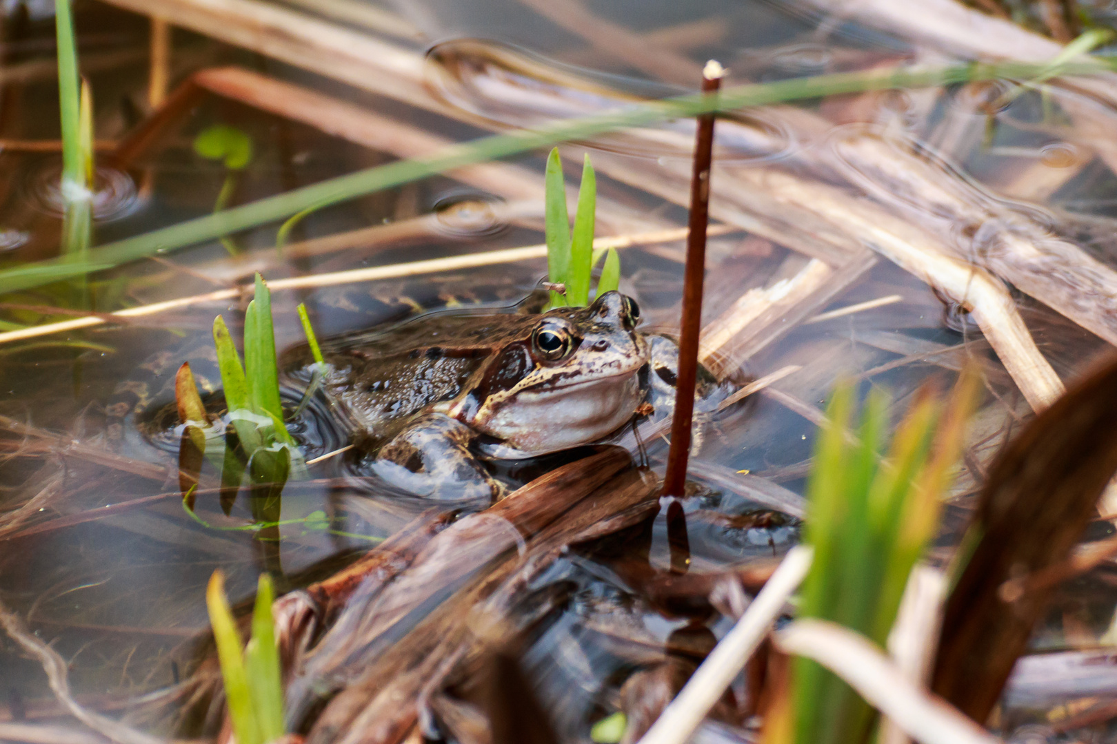 Der Frühling ist da und damit die Frösche im Teich Foto & Bild