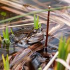 Der Frühling ist da und damit die Frösche im Teich ...