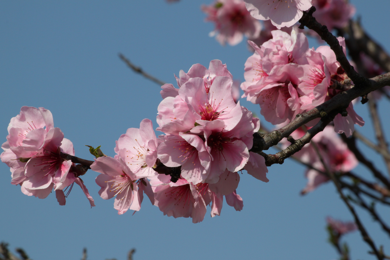 Der Frühling ist da - unwiderruflich!