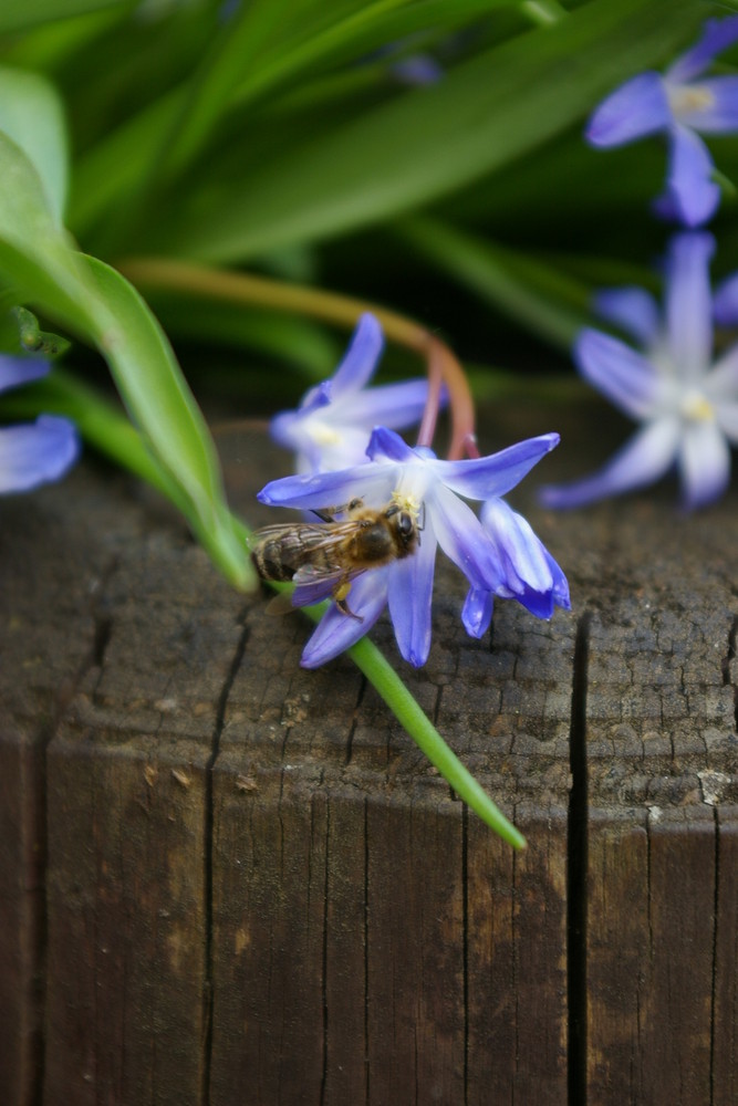 .der frühling ist da, wurd ja auch zeit