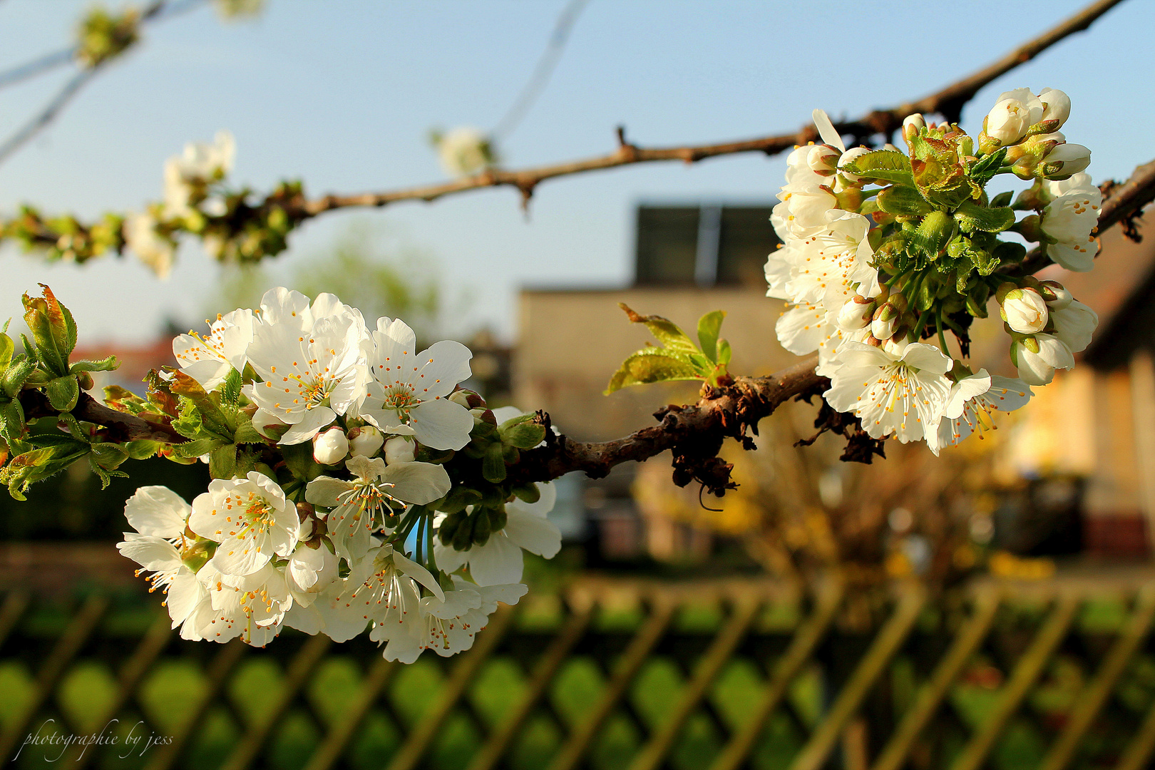 der Frühling ist da...