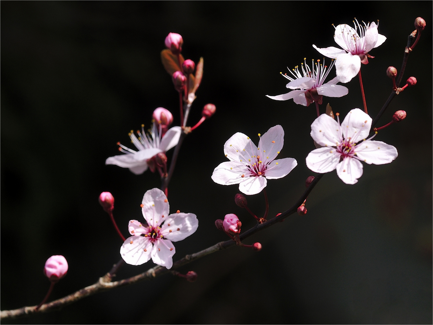 Der Frühling ist da_3