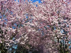 ... der Frühling ist daaaa ...