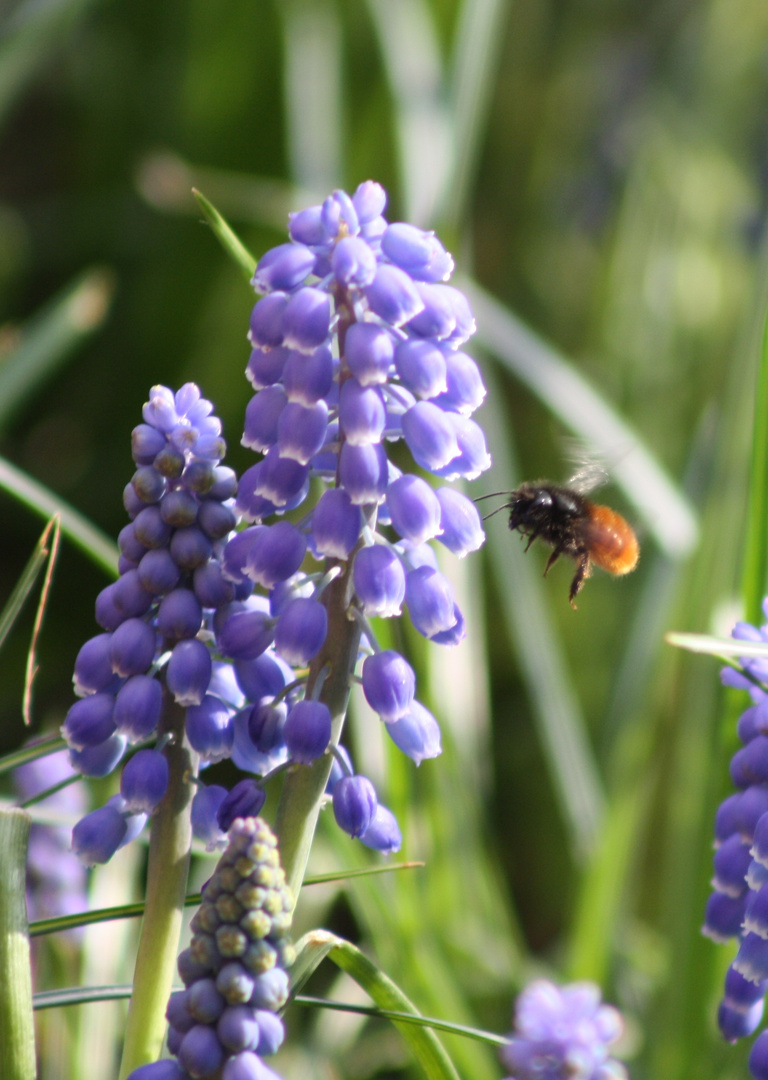 Der Frühling ist da...die Hummeln werden munter