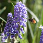 Der Frühling ist da...die Hummeln werden munter