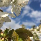 Der Frühling ist der Neuanfang der Natur