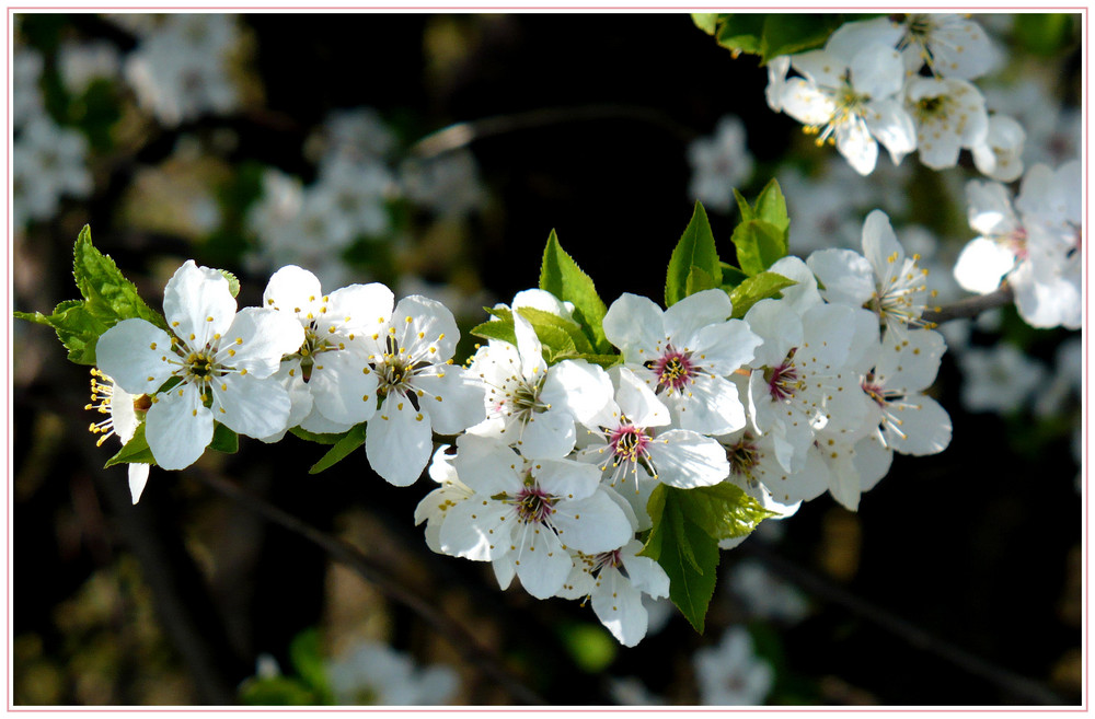 Der Frühling ist die schönste Zeit