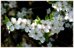 Der Frühling ist die schönste Zeit