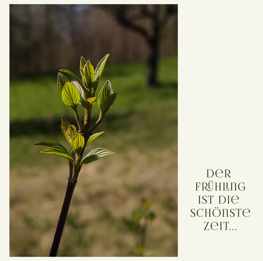 Der Frühling ist die schönste Zeit.....