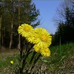 Der Frühling ist die schönste Zeit!