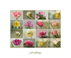 Der Frühling ist die schönste Zeit....