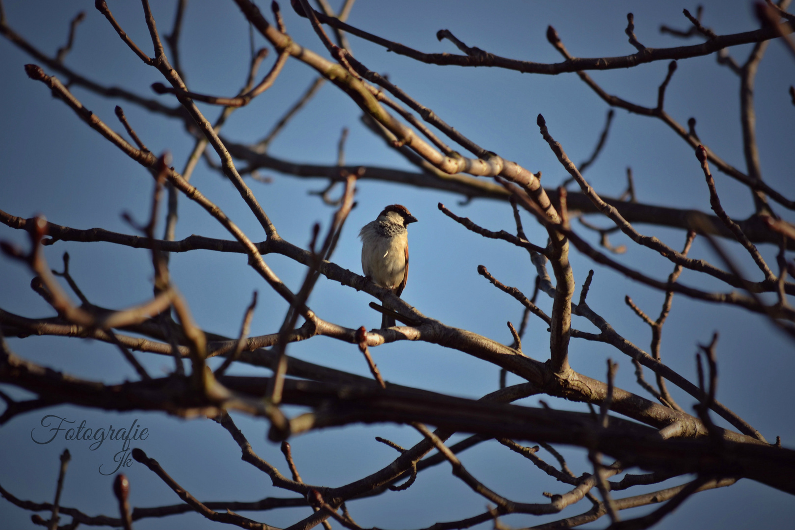 Der Frühling ist die wunderschöne Jahreszeit in der die Natur wieder erwacht