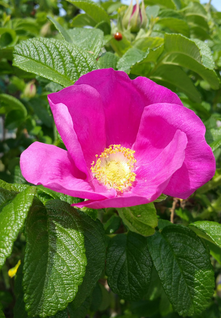 Der Frühling ist do schön Bunt