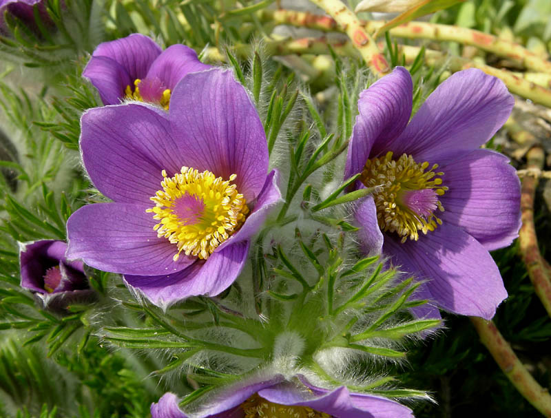 der Frühling ist doch schon da