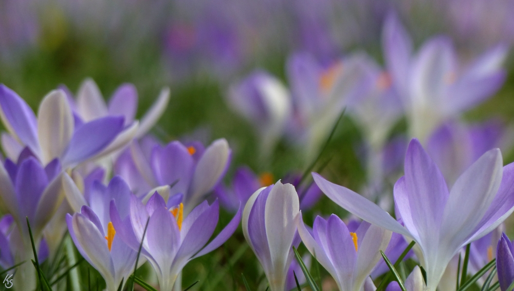 Der Frühling ist ein Maler, ...