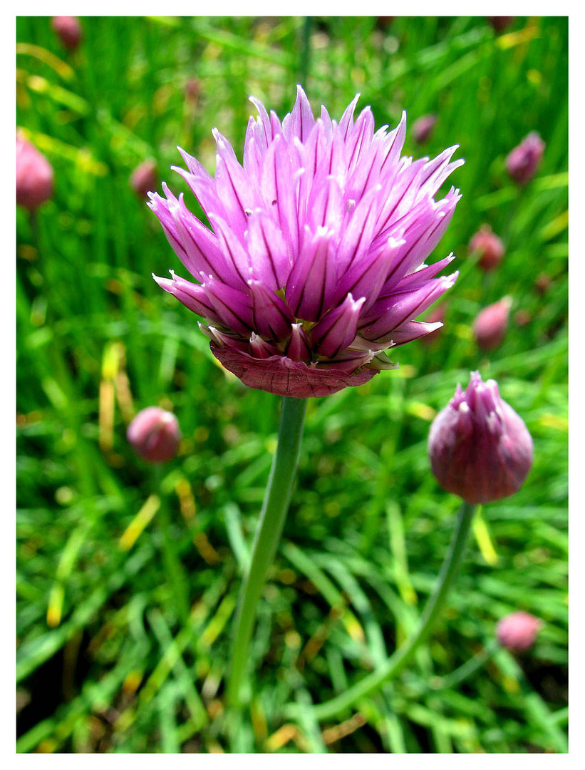 Der Frühling ist eine echte Auferstehung,