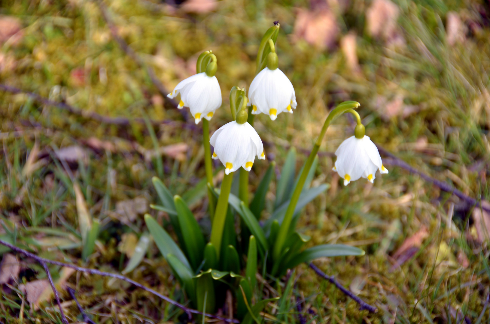 Der Frühling ist eingeläutet!