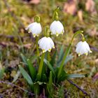 Der Frühling ist eingeläutet!