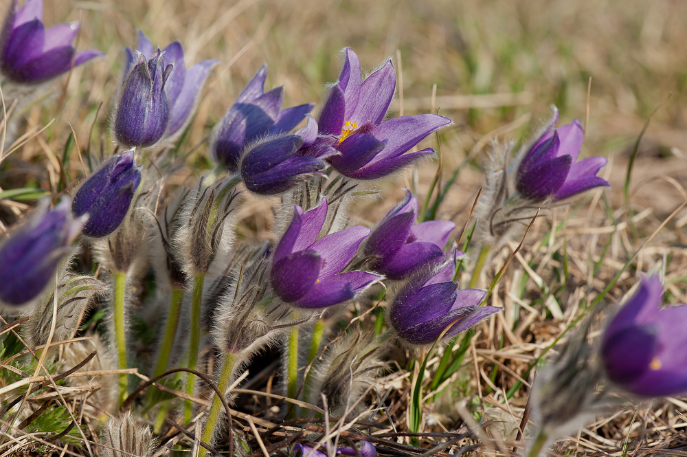 Der Frühling ist eingeläutet