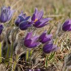 Der Frühling ist eingeläutet