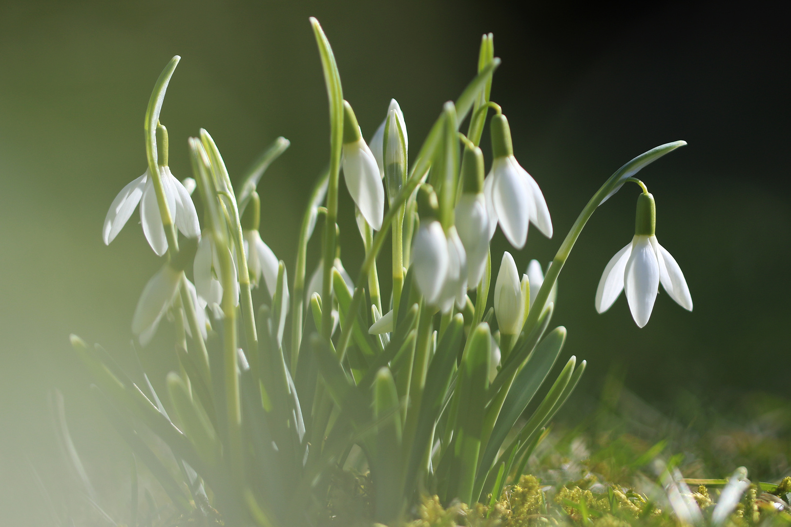 Der Frühling ist eingeläutet...