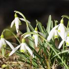 Der Frühling ist eingetroffen,