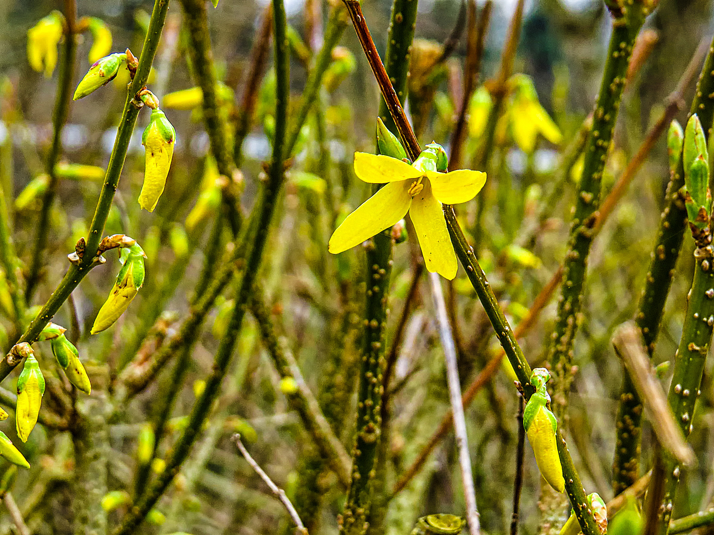 Der Frühling ist eingetroffen ...