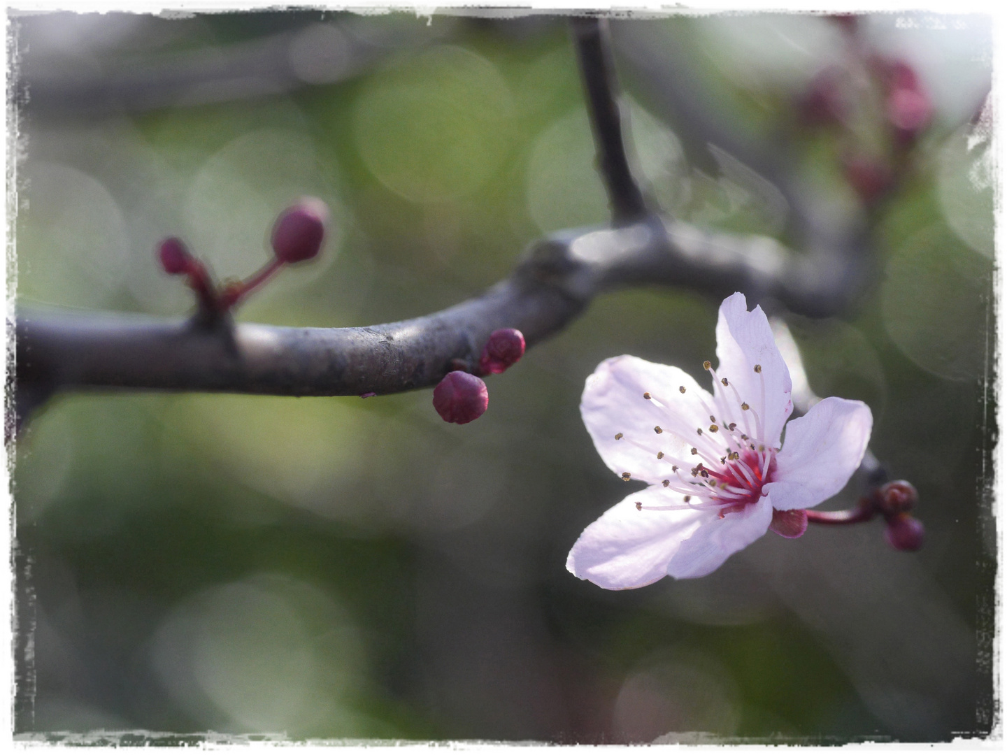 Der Frühling ist eingezogen....