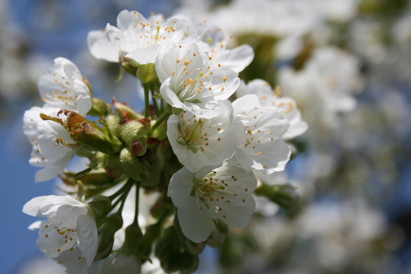 Der Frühling ist endlich da !!!