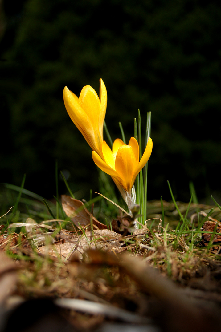 Der Frühling ist endlich da!!