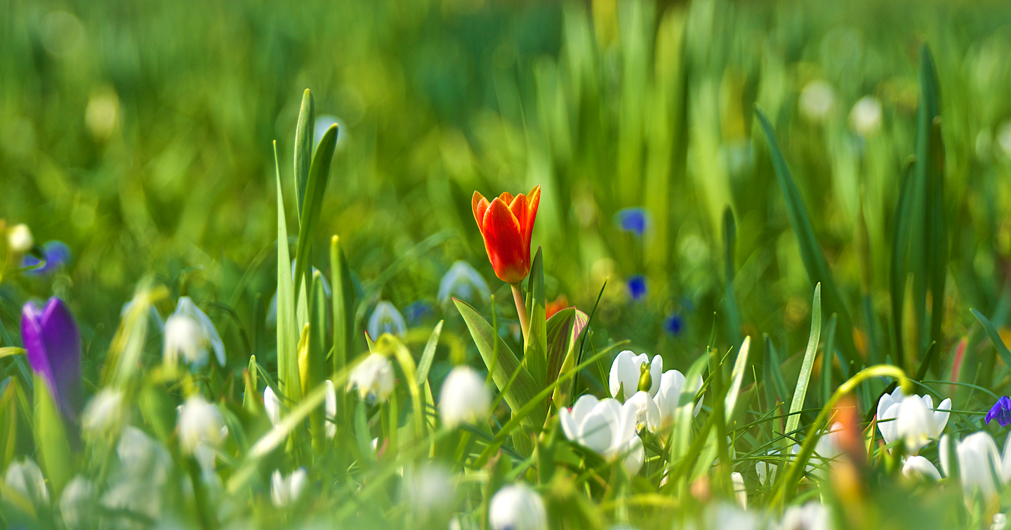 Der Frühling ist endlich da ...