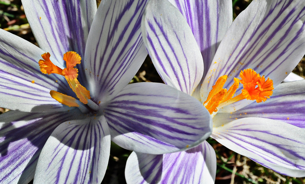 DER FRÜHLING IST ENDLICH DA!!